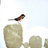 Sparrows 2