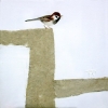 Sparrow 4