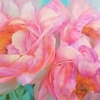 Pink Dream