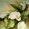 Refreshing Arums