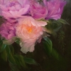 Petals Melody #6