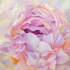Petals Melody #13