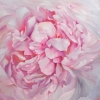 Petals Melody #14