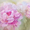 Princess Dream #2