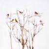 Early Spring
