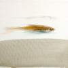 Fish #10