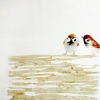 Sparrows 4
