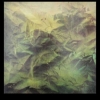 Untitled #1